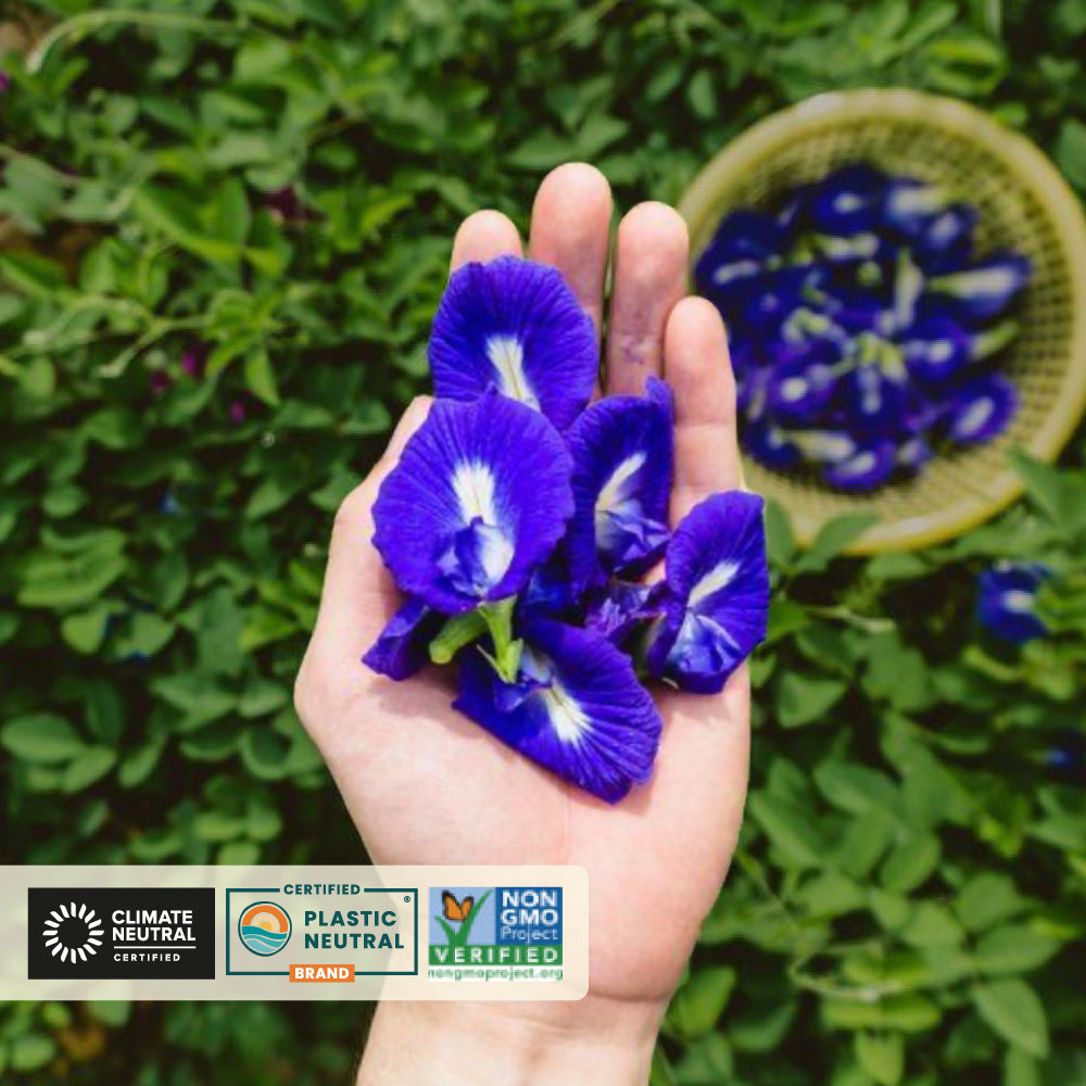 Butterfly Pea Flower Herbal Tea, Image -5, 40 TB